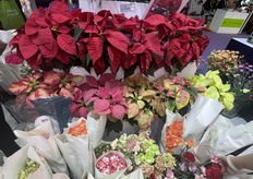 Different colors bougainvillea.